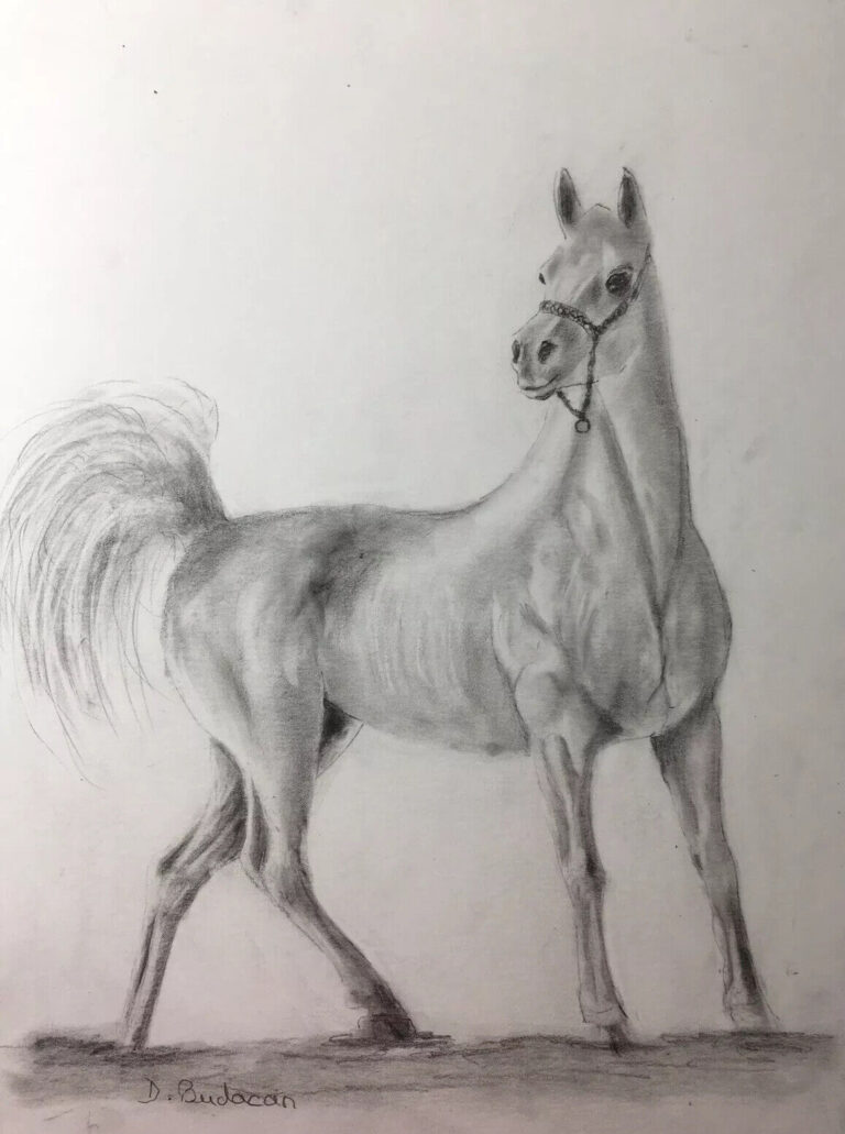 Read more about the article original drawing signed horse animal pencil graphite is certified Horse Arabia