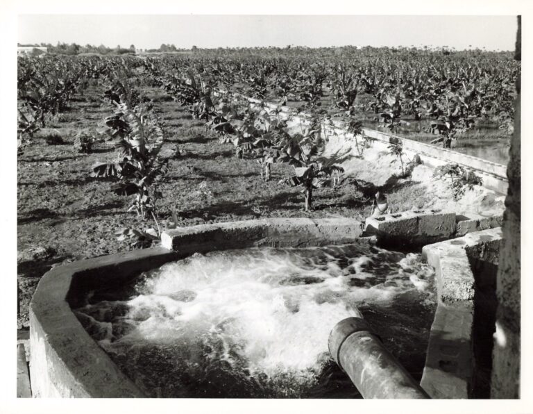 Read more about the article Irrigating Banana Field at Abyan 1963 Press Photos Agriculture Arabia *P78a